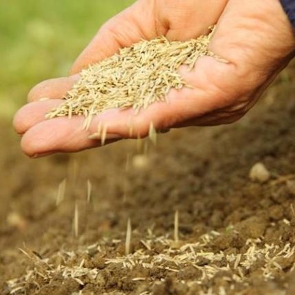 General Amenity Seed (5kg - 100m2)